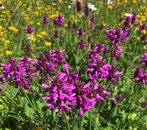 Purple and yellow wildflowers